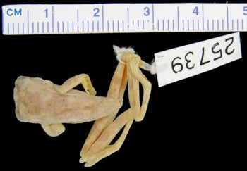 Media type: image; Herpetology A-25739